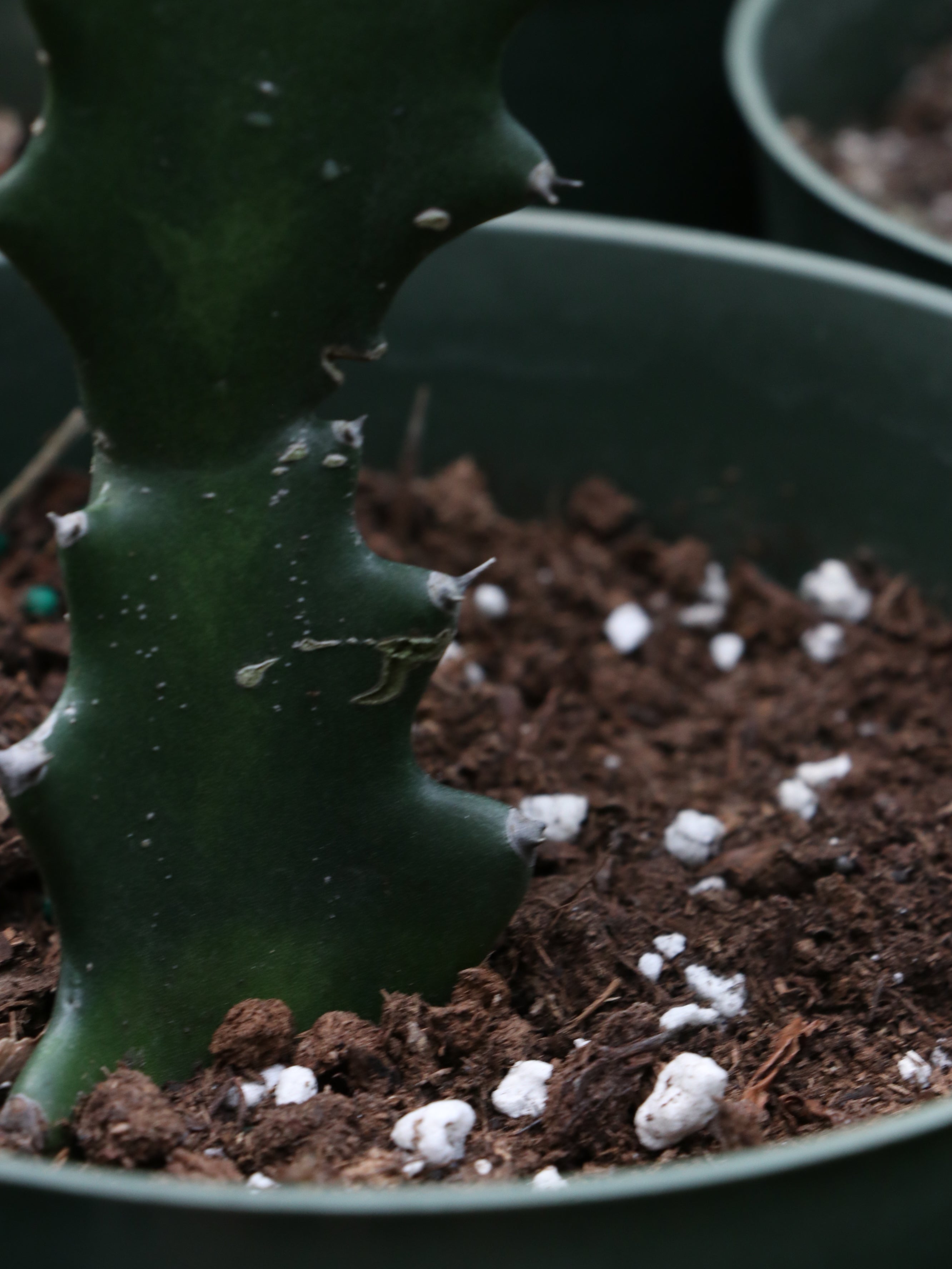 What Is This White Stuff In My Soil?? - All About Perlite – Dahing