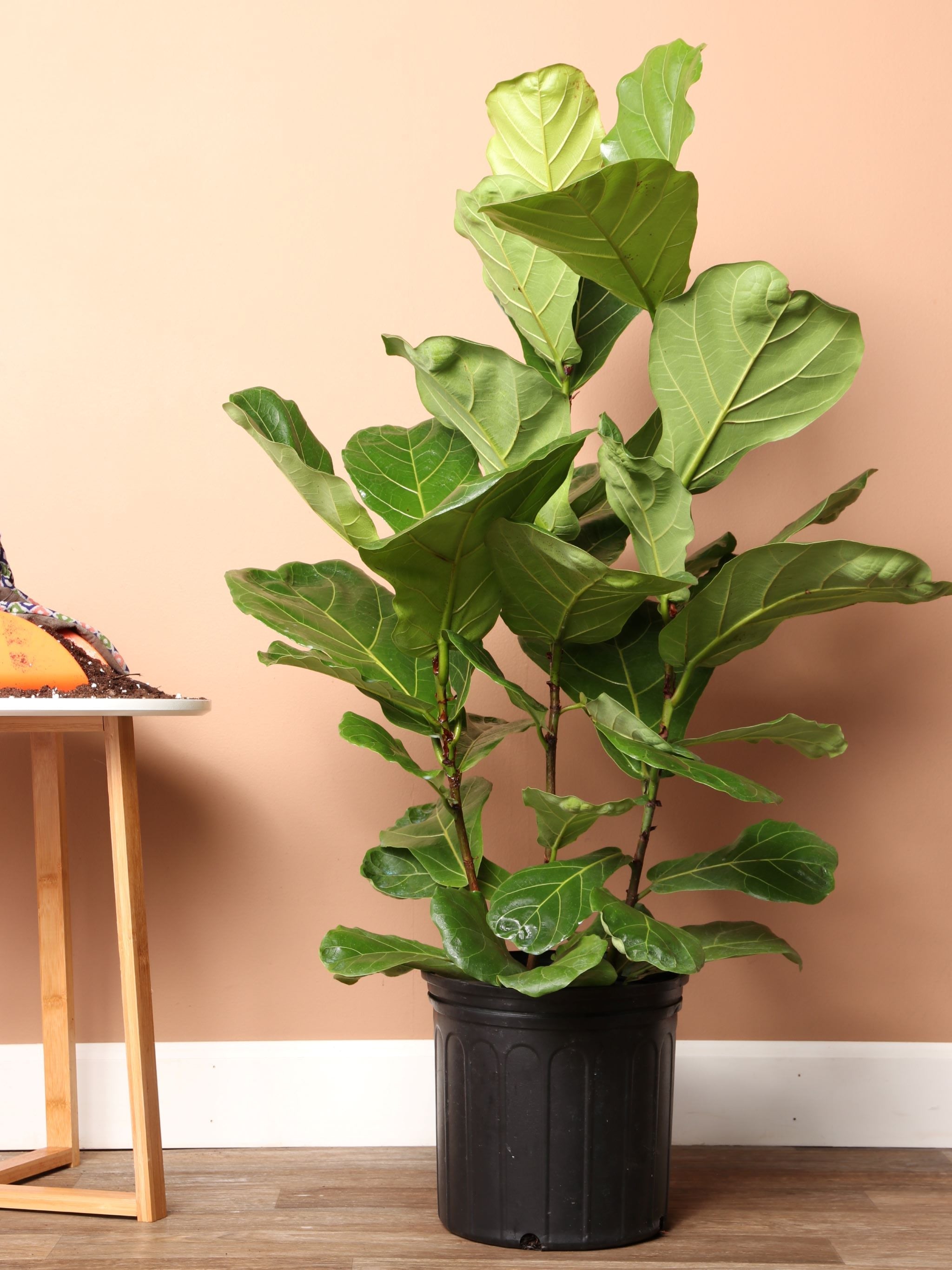 Large Fiddle Leaf Ficus Bush  NYC and NJ Plant Delivery – Dahing