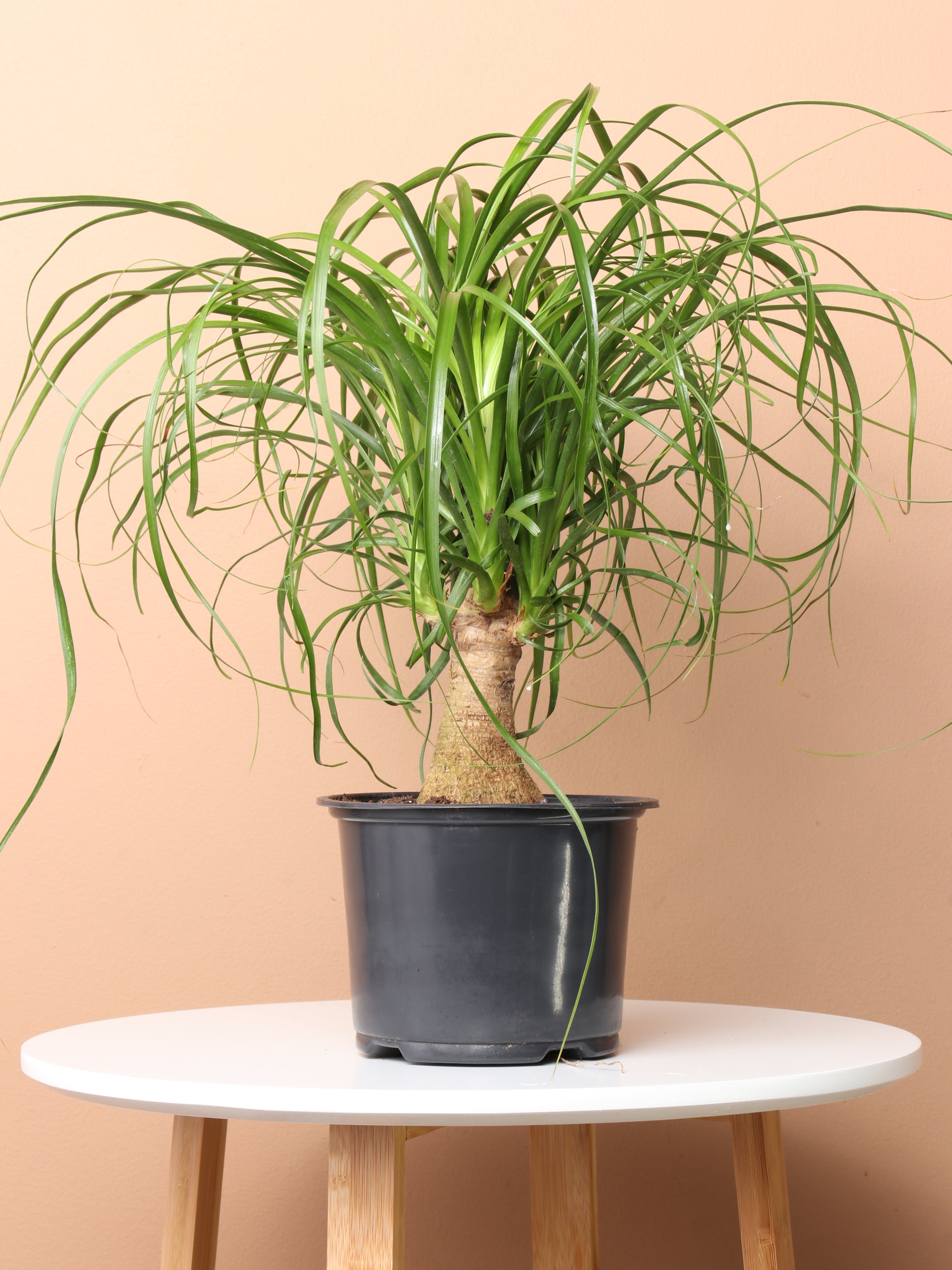 Ponytail Palm