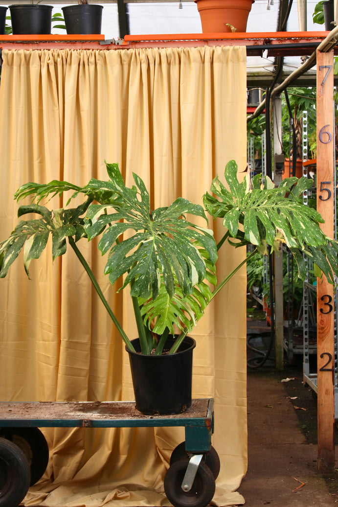 Full Size Monstera 'Thai Constellation'