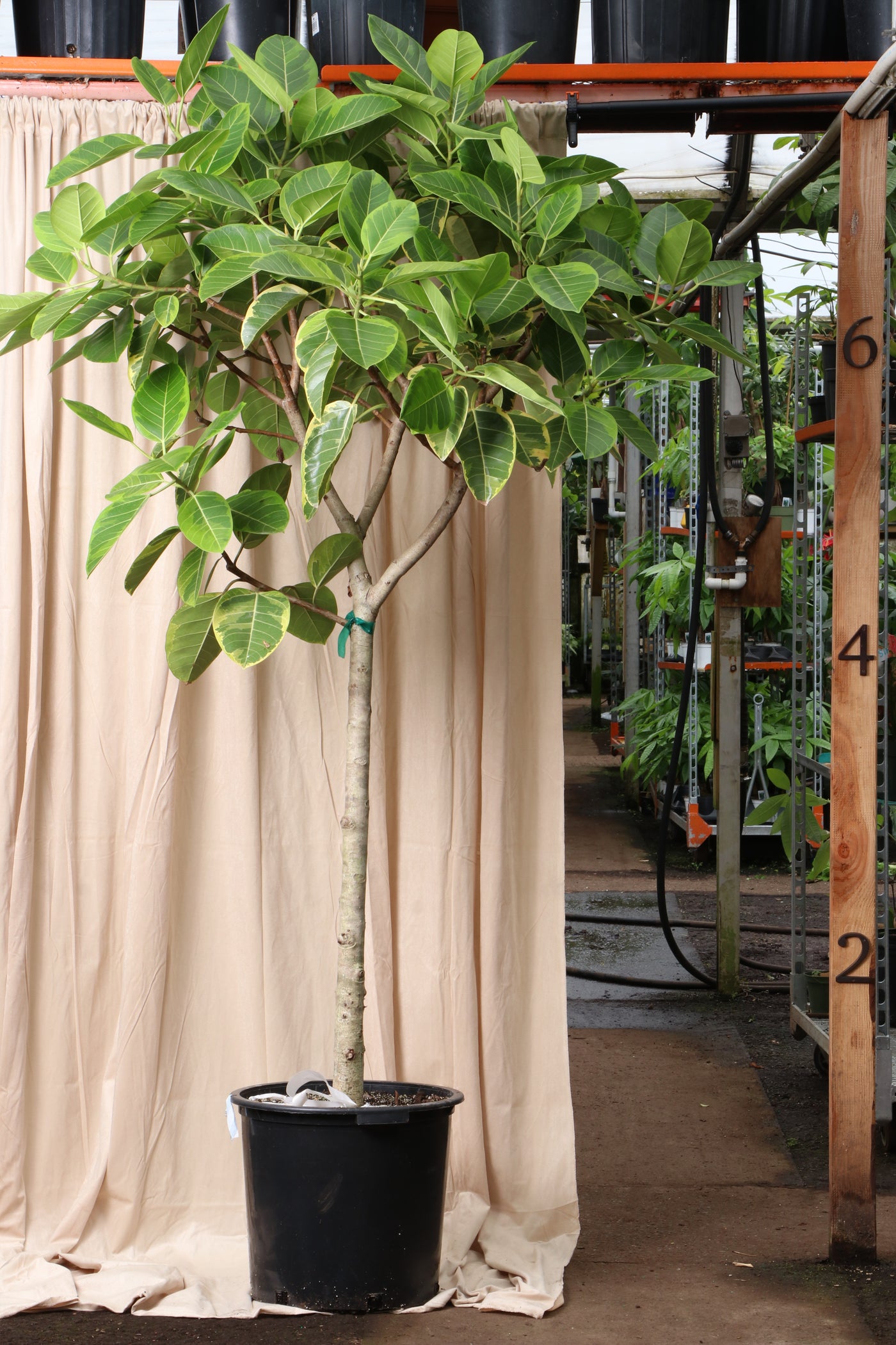 Huge Ficus 'Altissima'