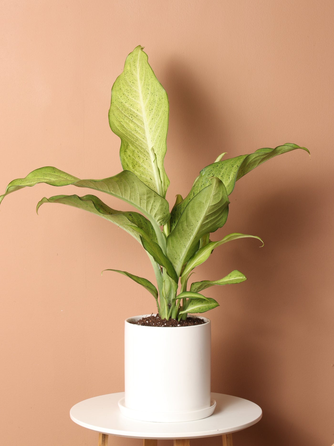 Medium Dieffenbachia 'Camouflage'