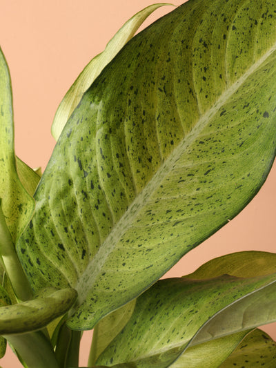 Medium Dieffenbachia 'Camouflage'