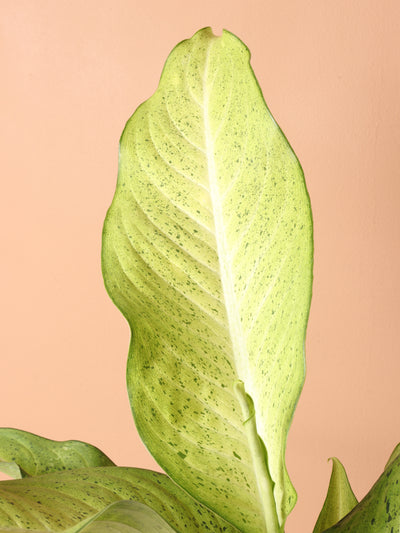 Medium Dieffenbachia 'Camouflage'