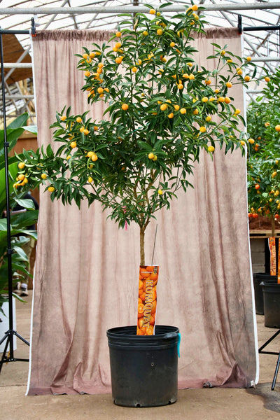 Full Size Kumquat Tree