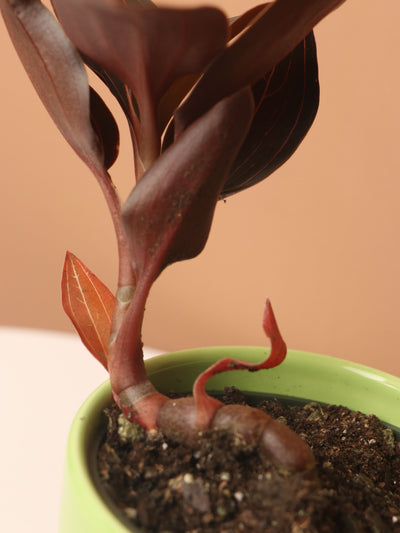 Small Jewel Orchid (Ludisia discolor)