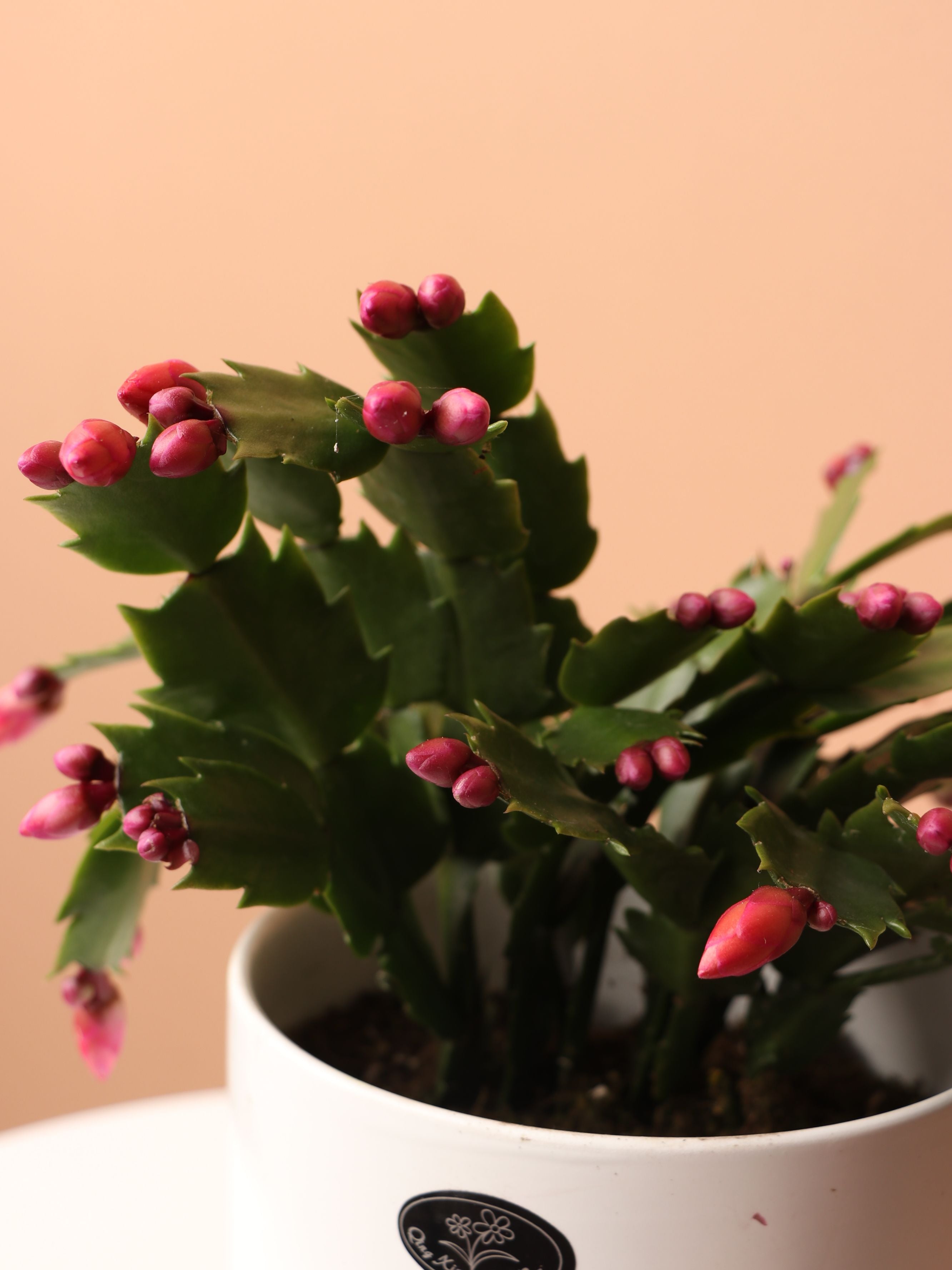 Medium Christmas Cactus