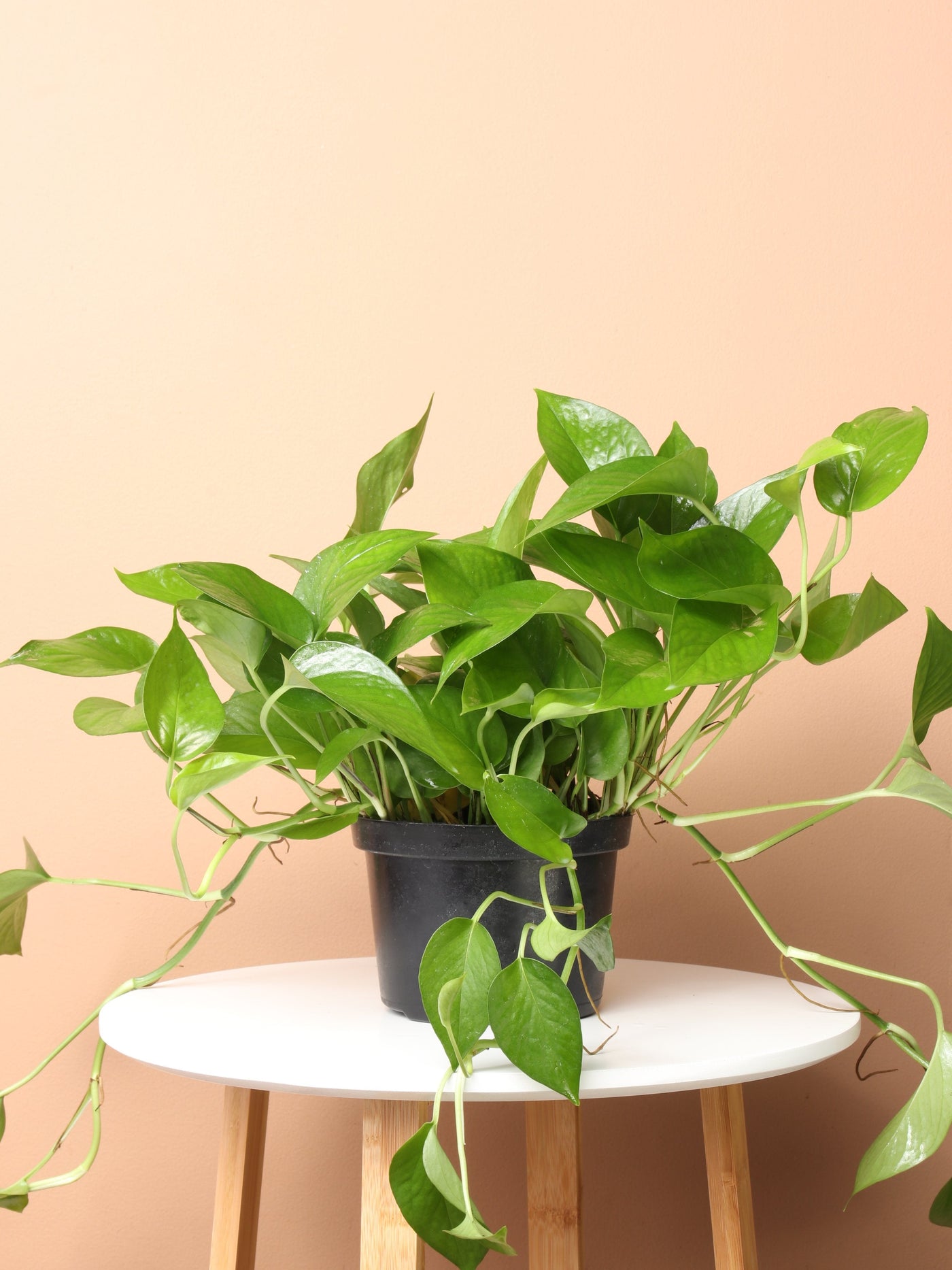 Medium Jade Pothos