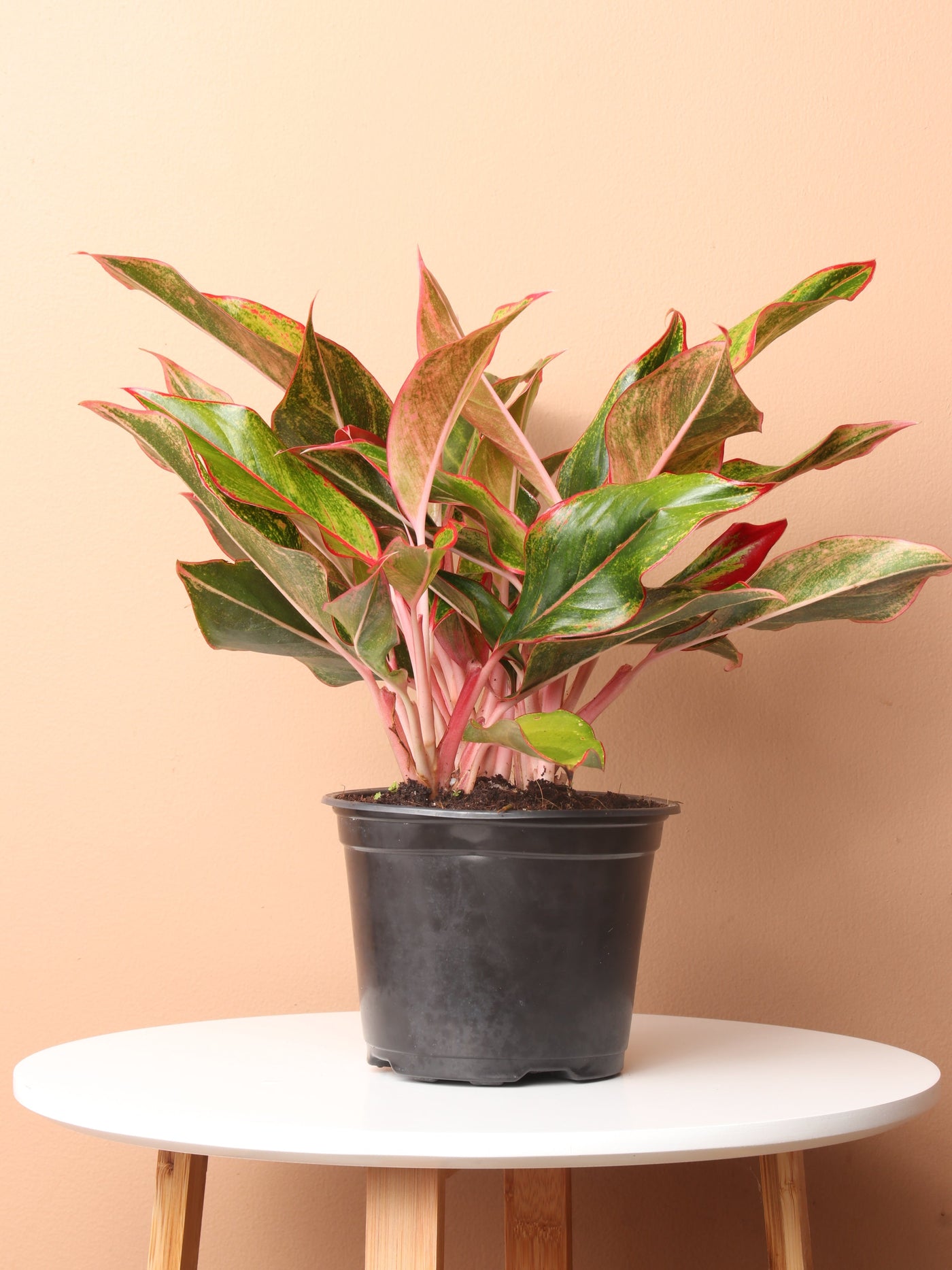 Potted Red Aglaonema Pafe Plants – Plants