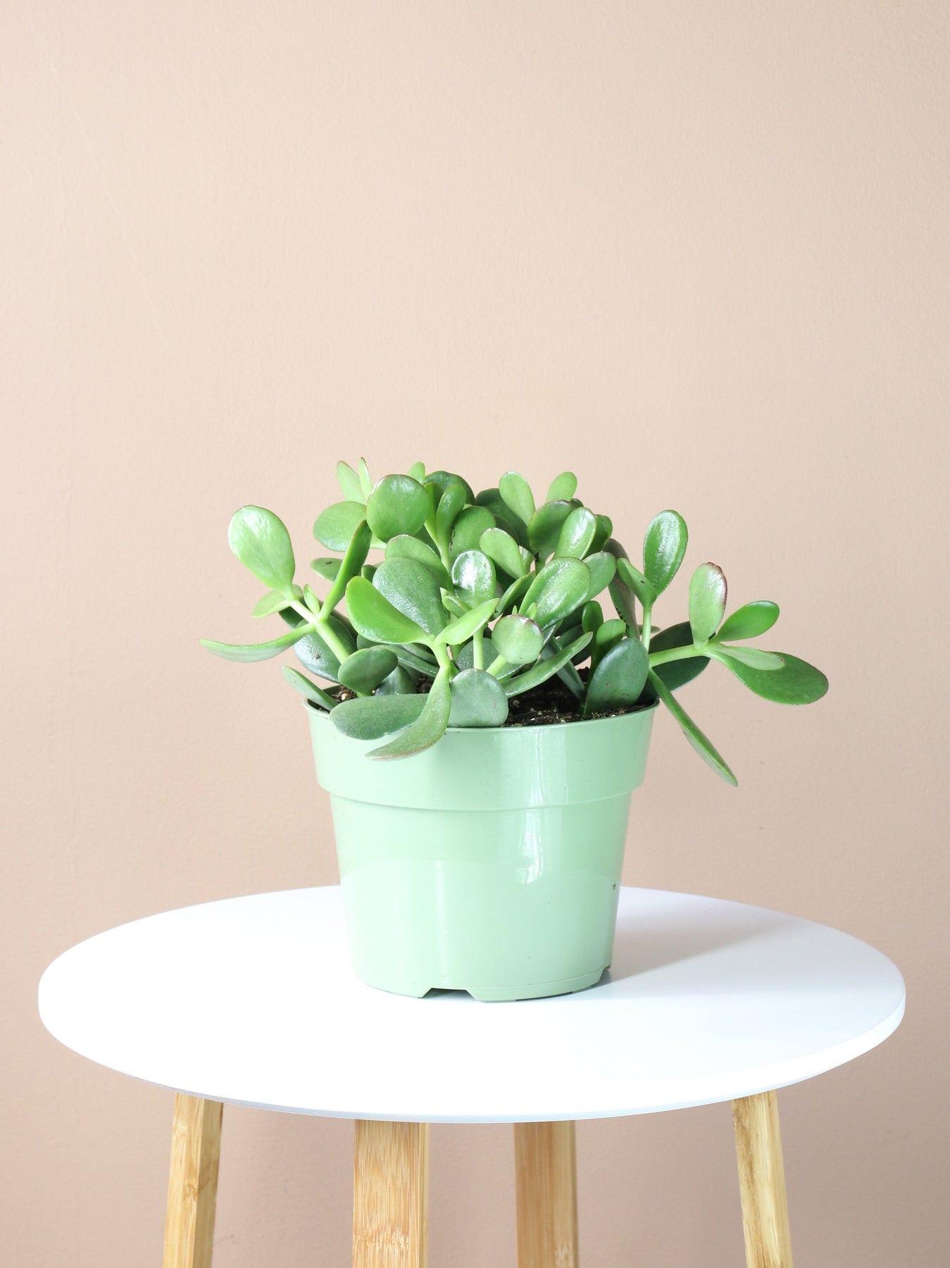 Desktop Jade Plant | Fast Delivery, Arrives Tomorrow | Dahing Plants