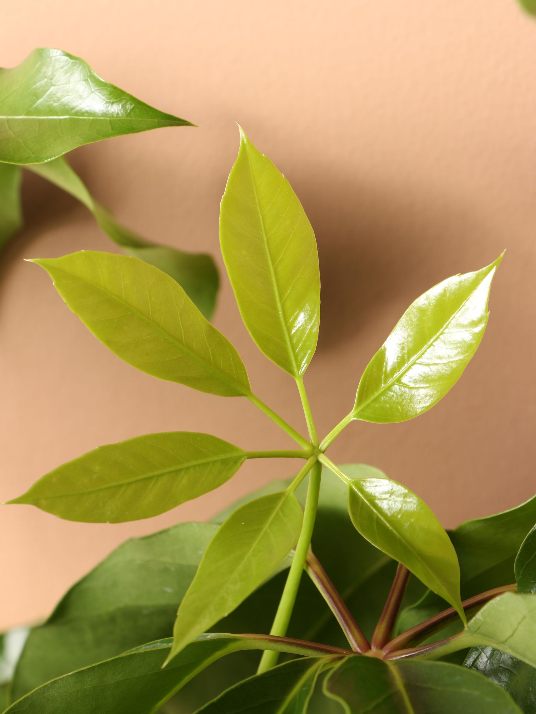 Large Schefflera 'Amate'