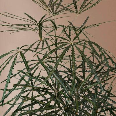 Large False Aralia - Pafe Plants 3