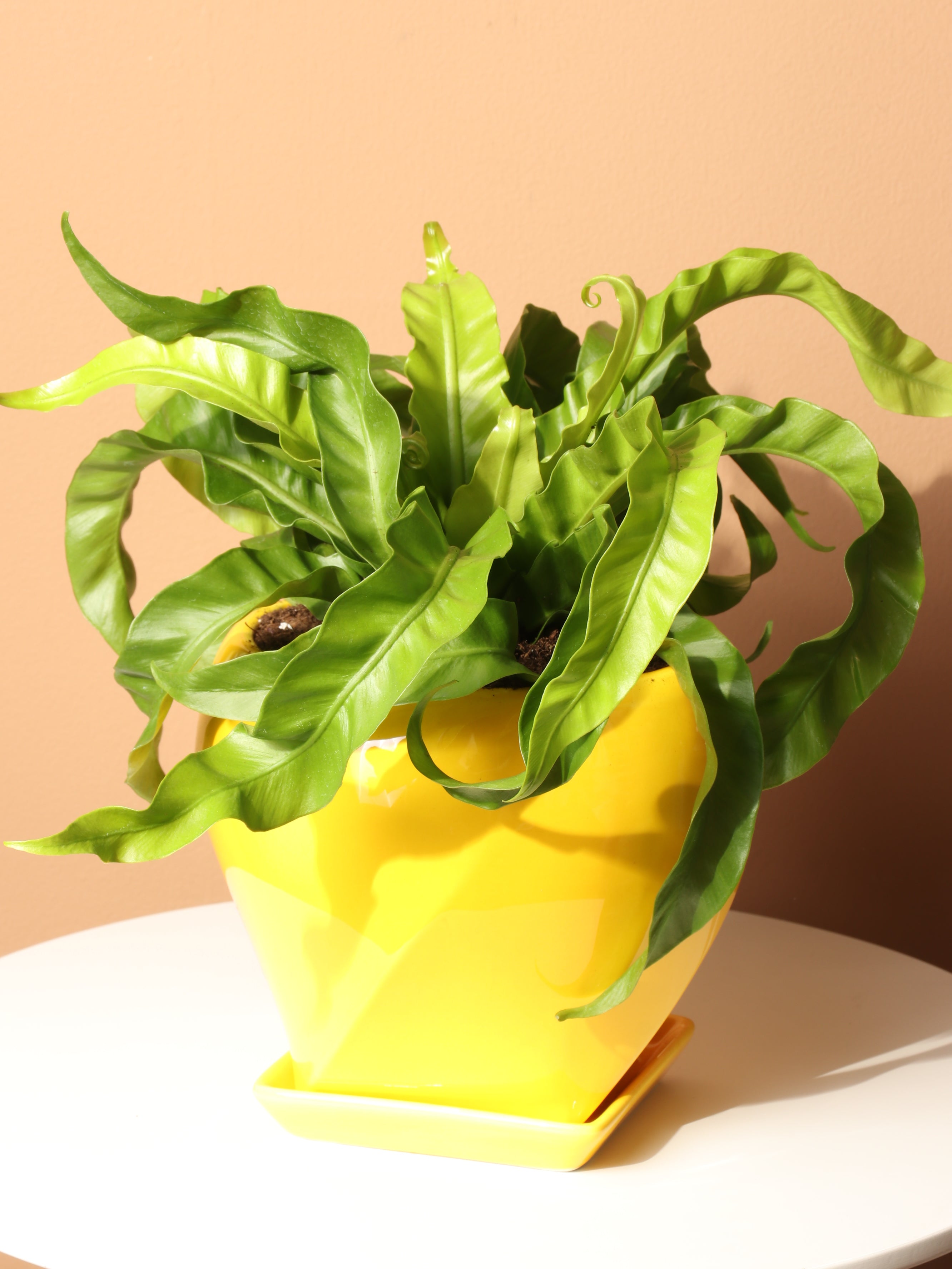 Medium Hurricane Birds Nest Fern