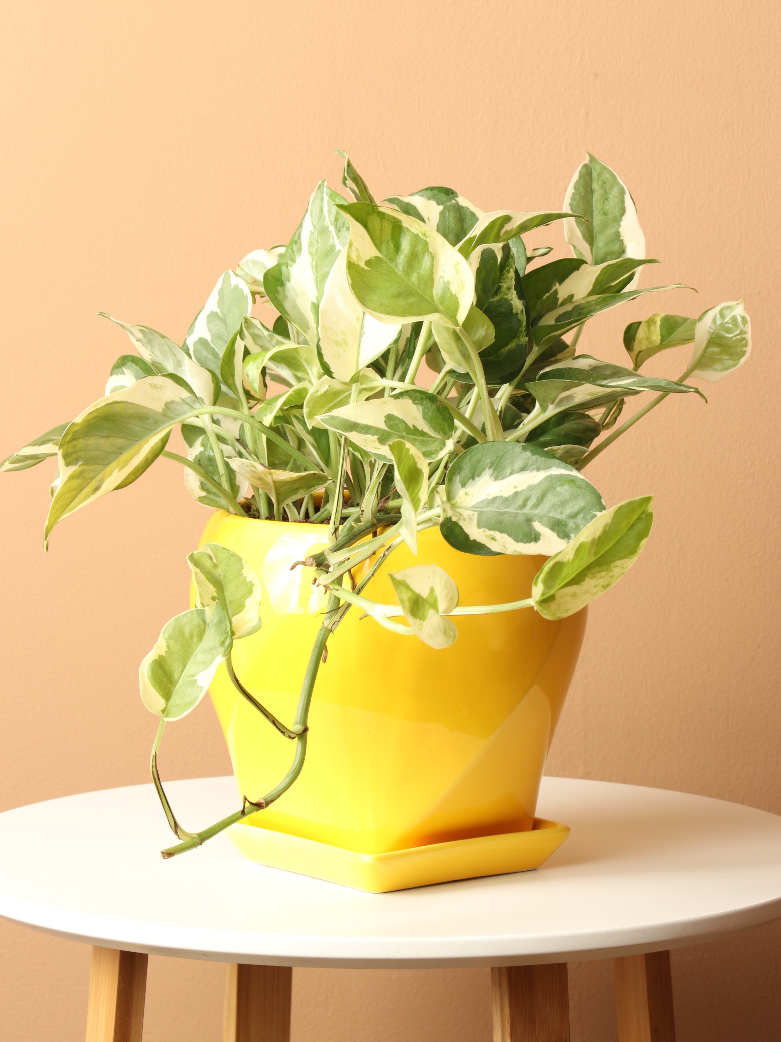 Medium Pothos Pearl and Jade