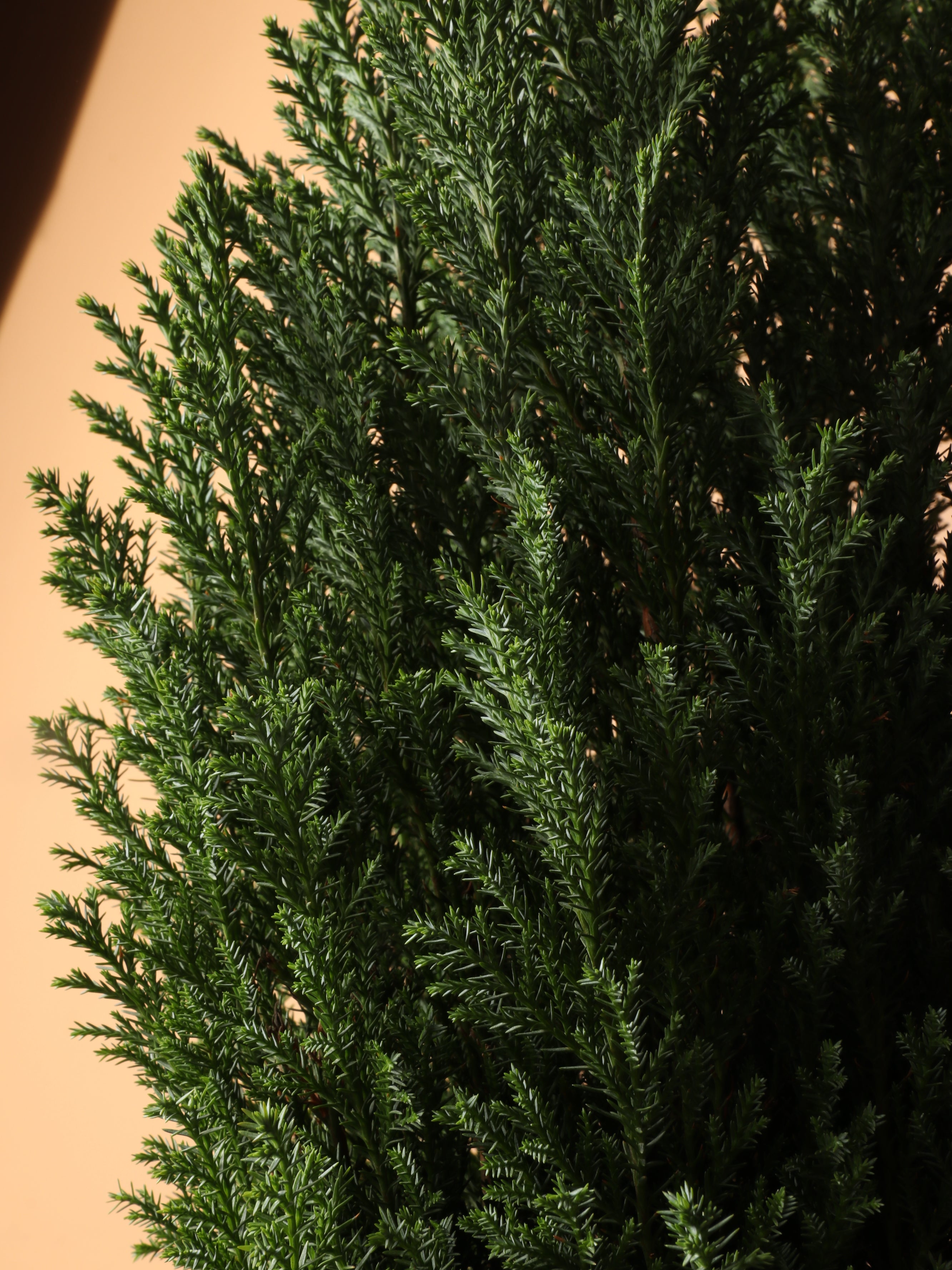 Medium European Cypress