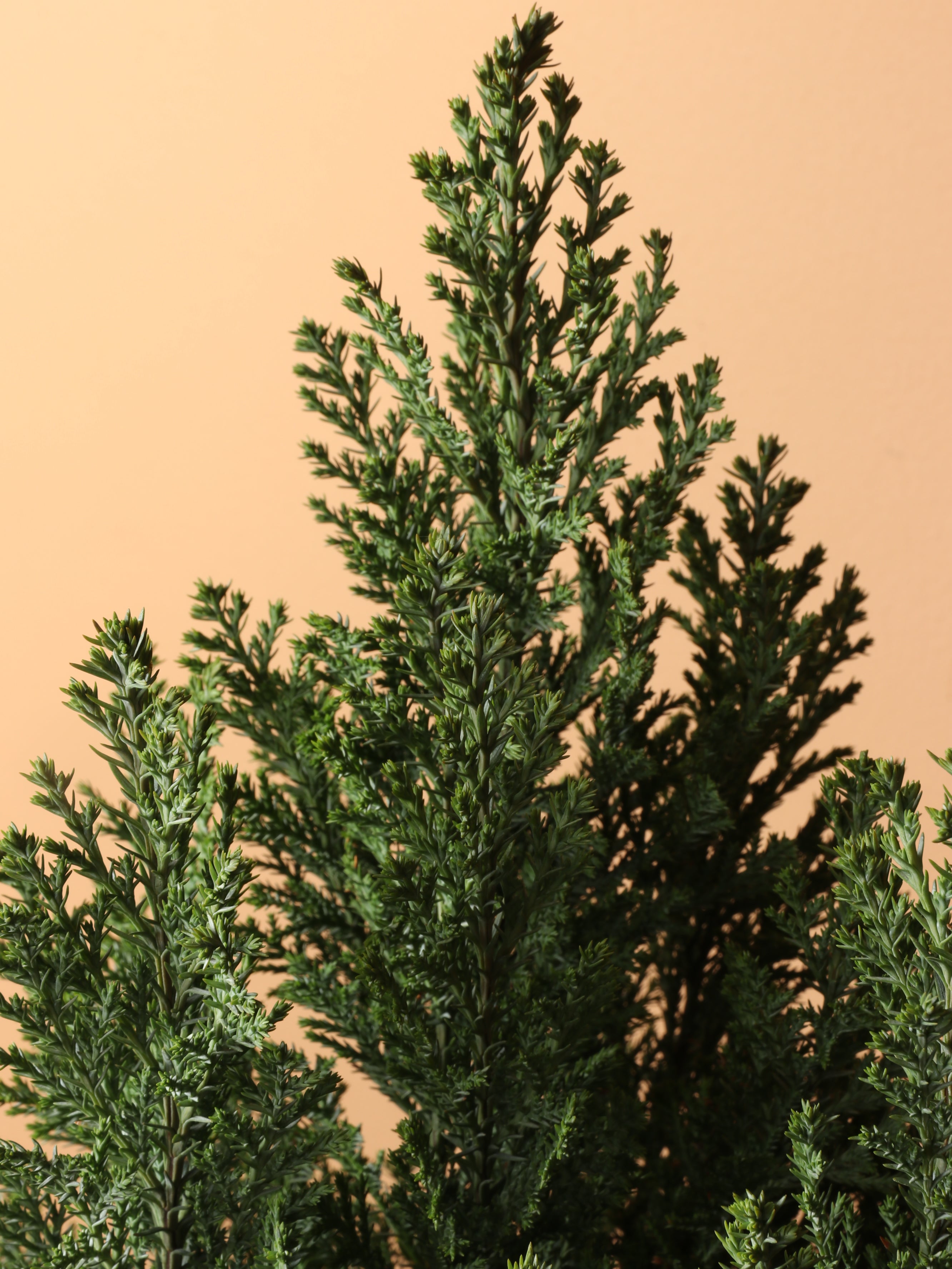 Medium European Cypress