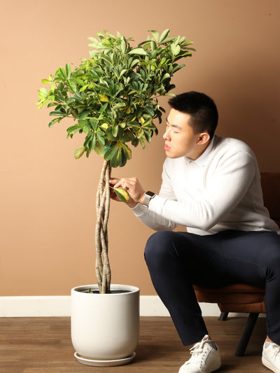 Large Schefflera Arboricola Variegata