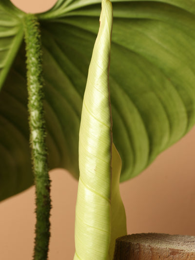 Large Philodendron 'Fuzzy Petiole'