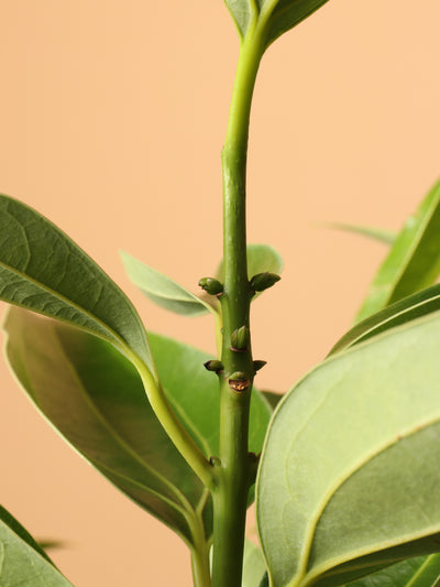 Large Cinnamon Plant