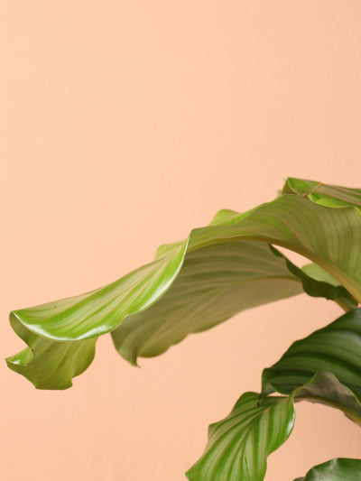 Medium Calathea Orbifolia