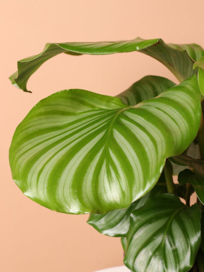 Medium Calathea Orbifolia