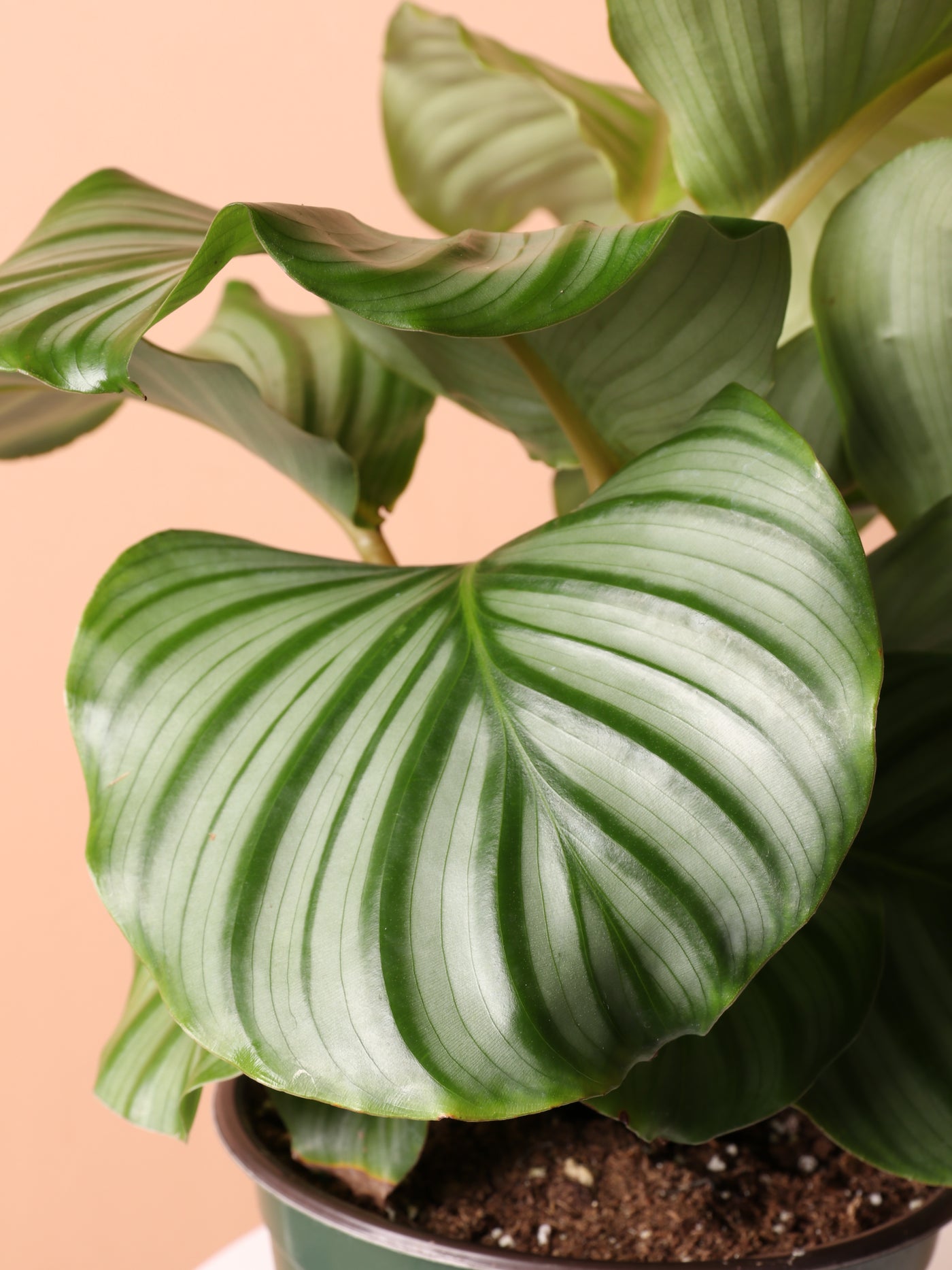 Medium Calathea Orbifolia