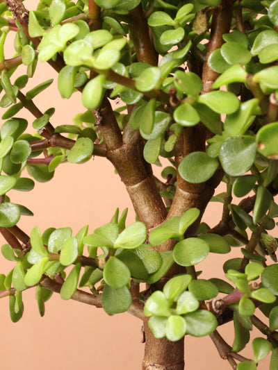 Medium Elephant Bush (Portulacaria afra)