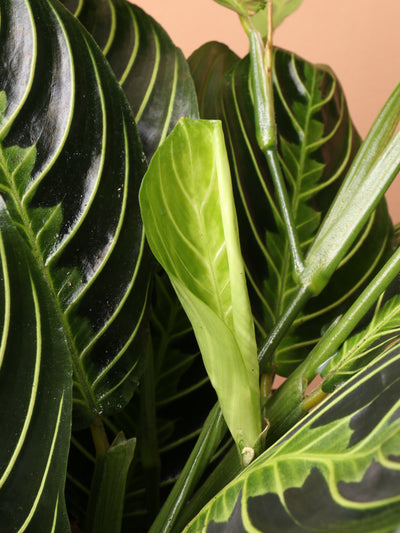 Medium Lemon Lime Prayer Plant (Maranta Leuconeura)