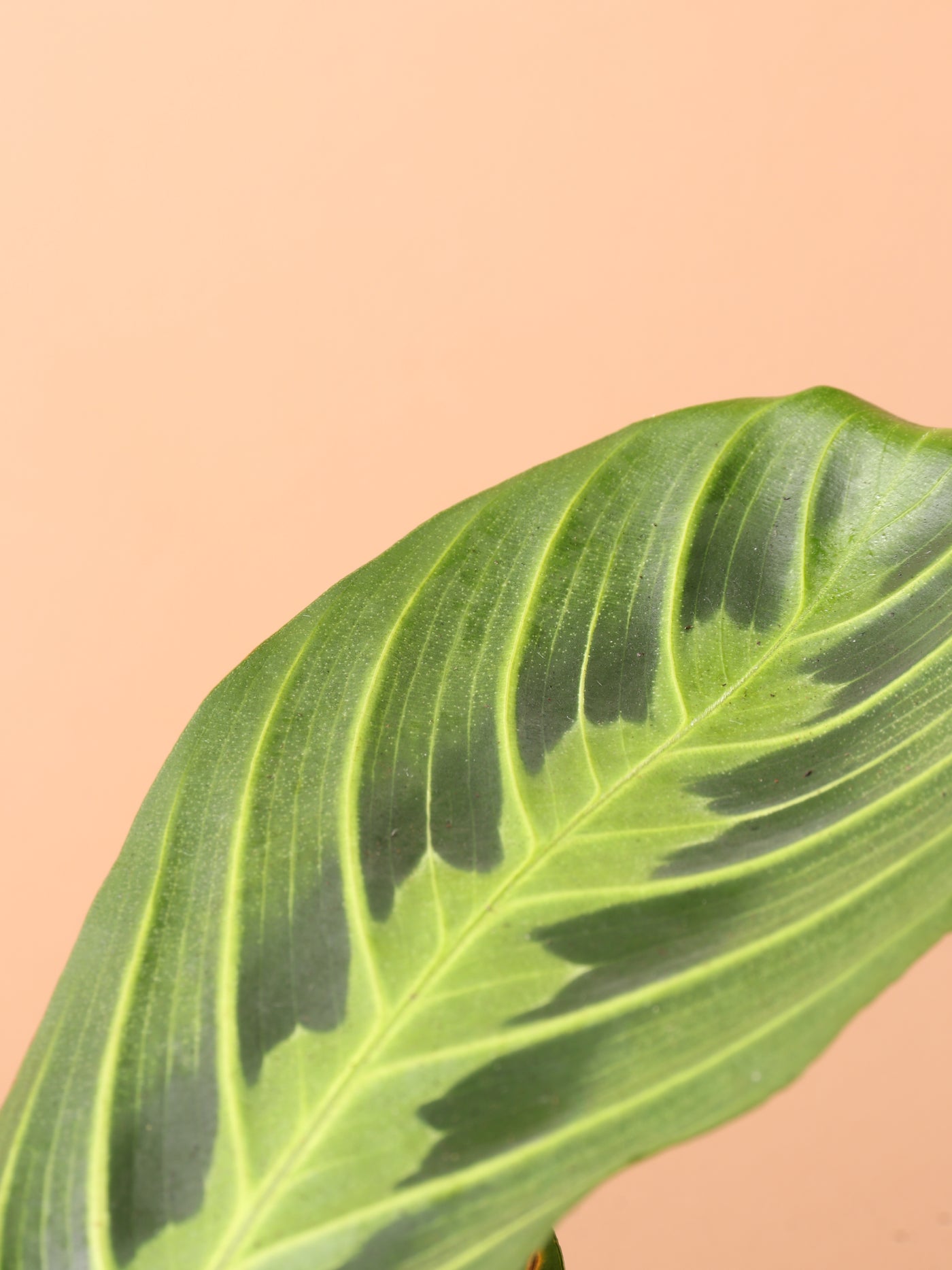 Medium Lemon Lime Prayer Plant (Maranta Leuconeura)