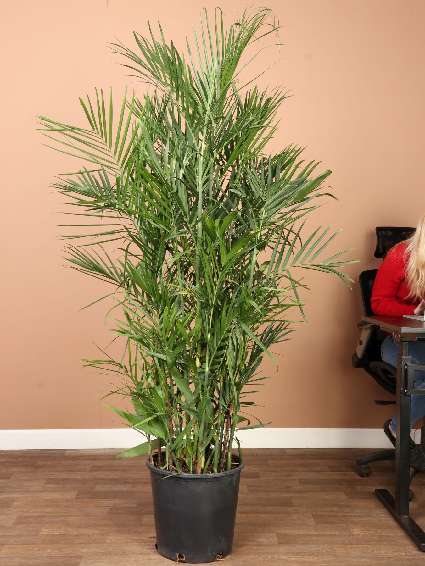 bamboo palm indoor plant