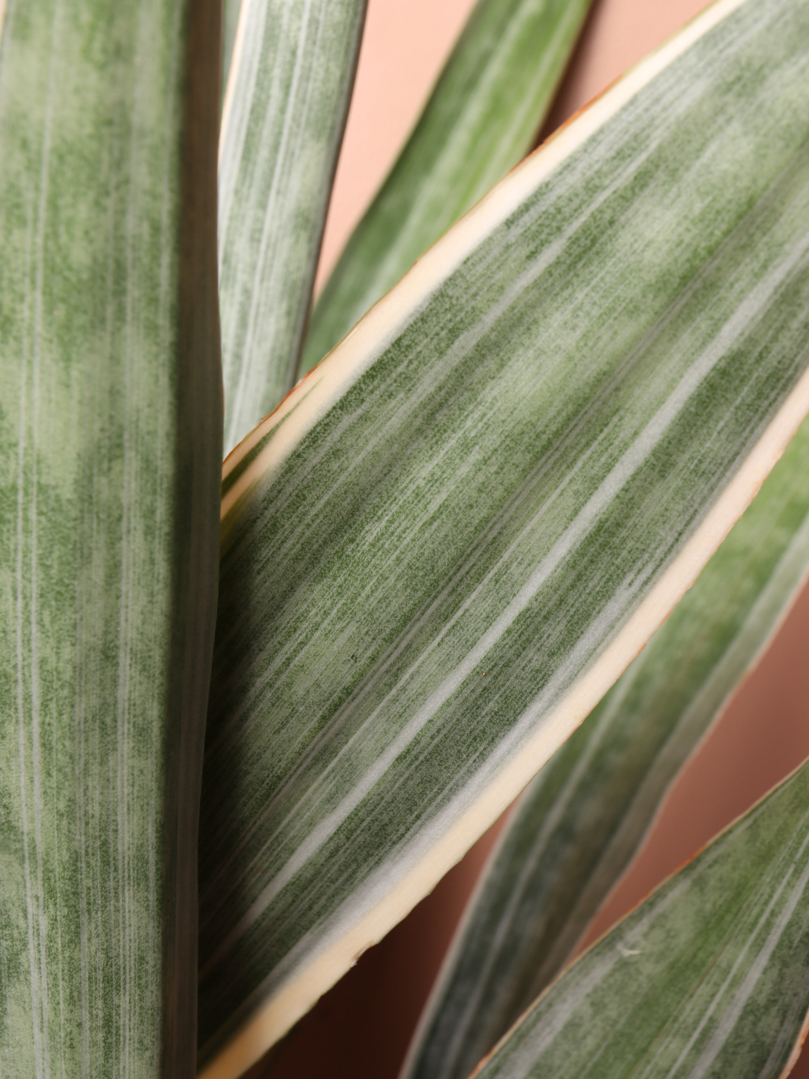 Large Snake Plant 'Sayuri'