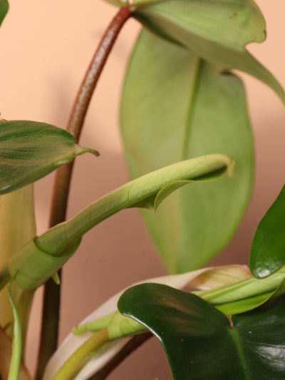 Medium Philodendron 'Florida Beauty Green'