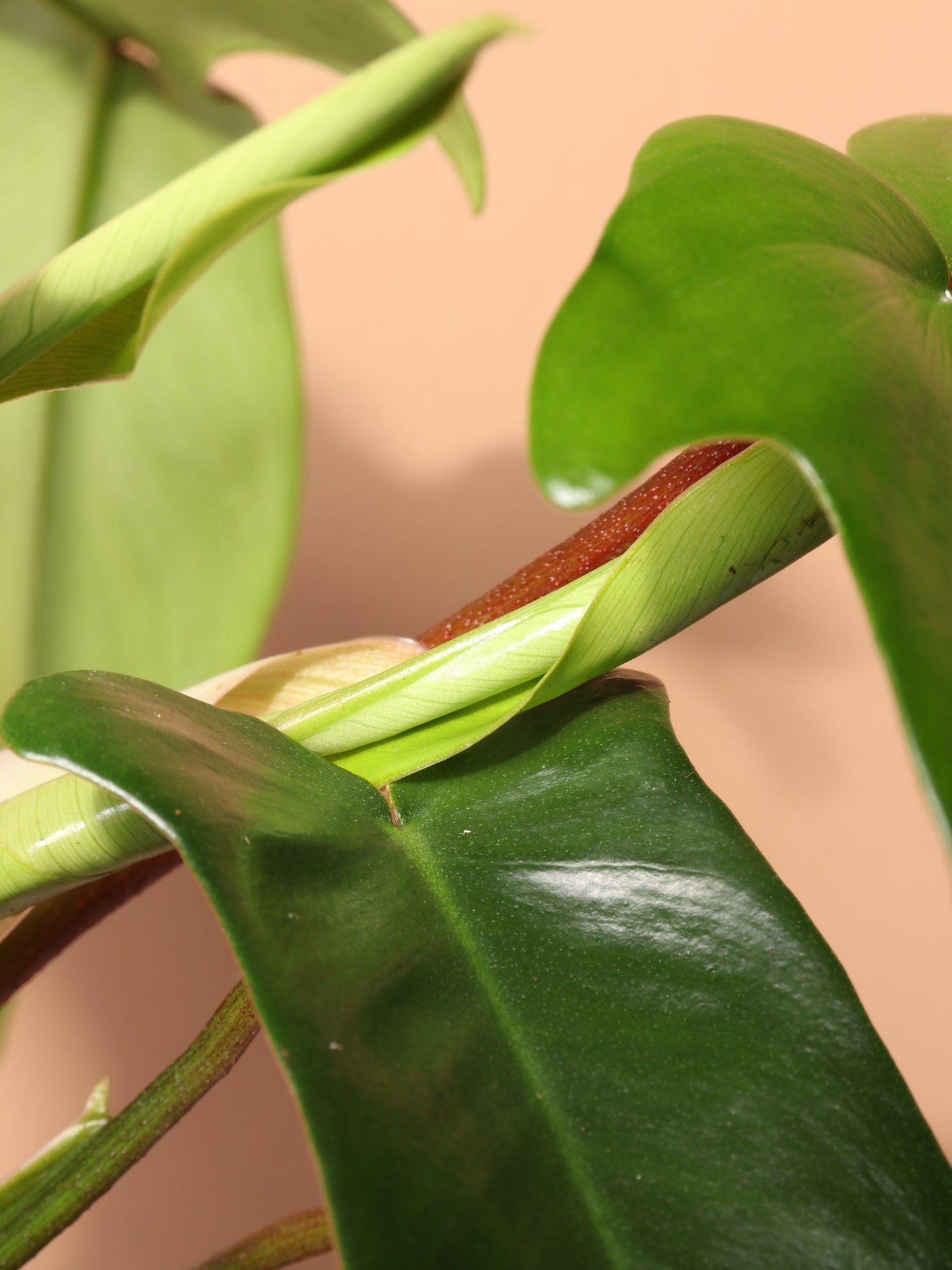 Medium Philodendron 'Florida Beauty Green'