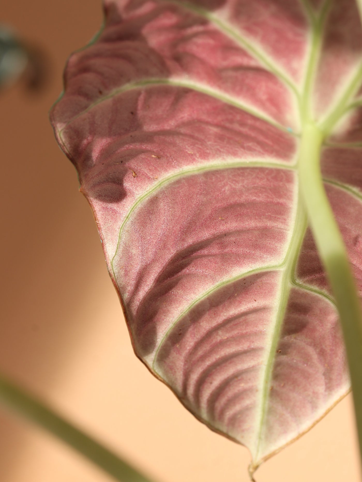 Medium Alocasia 'Black Velvet'