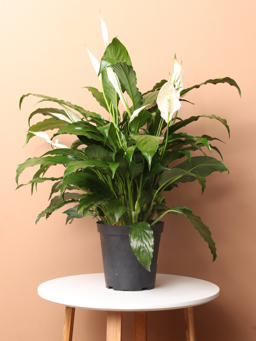 Medium Peace Lily | Low-Light Tolerant Plant | Pafe Plants – Dahing Plants