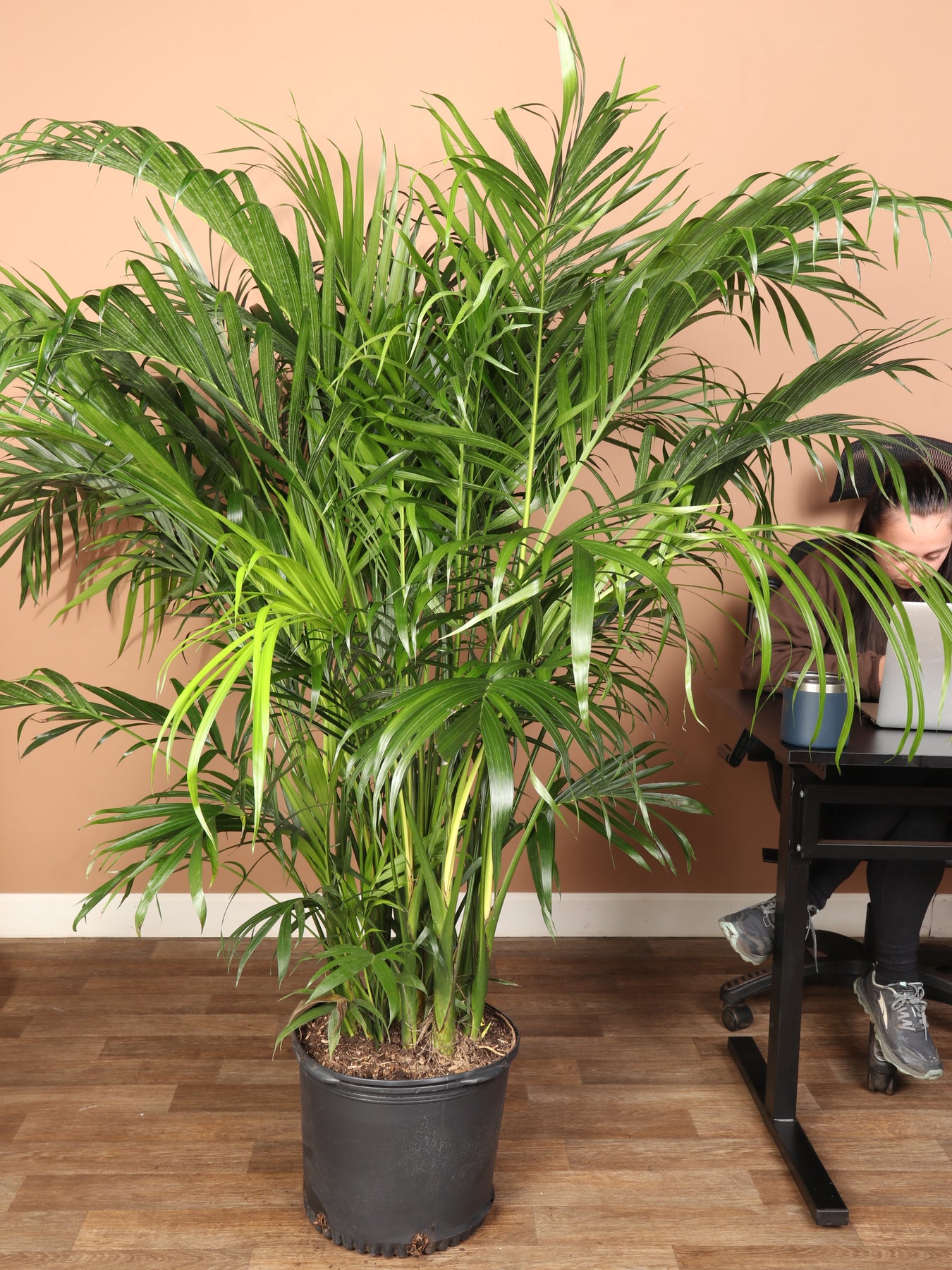 Parlour palm cheap and cats