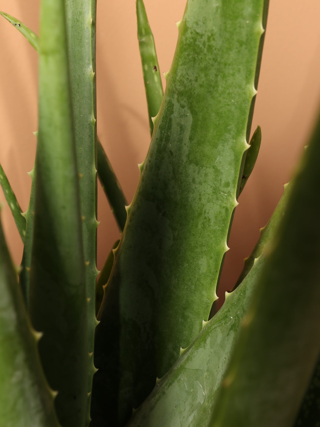 18+ Large Aloe Vera Plants