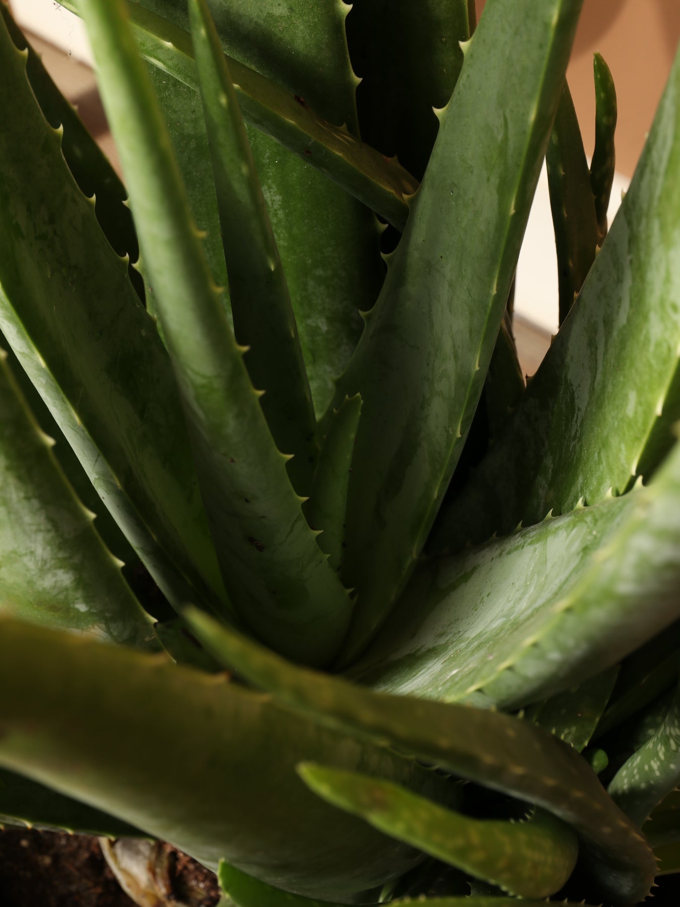 Large Aloe Vera – Dahing Plants