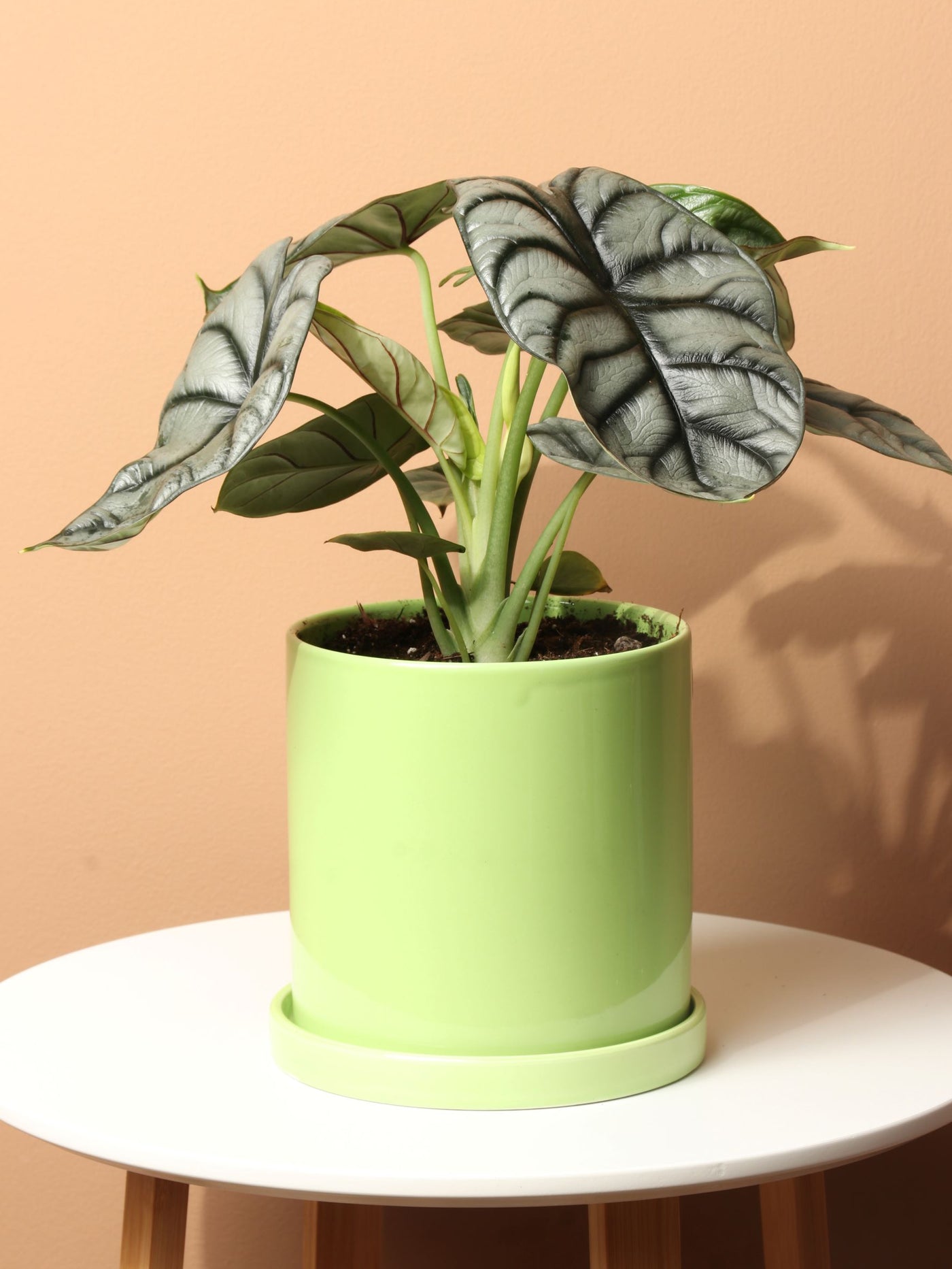 Medium Alocasia Silver Dragon