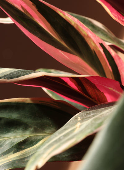 Medium Tricolor Prayer Plant