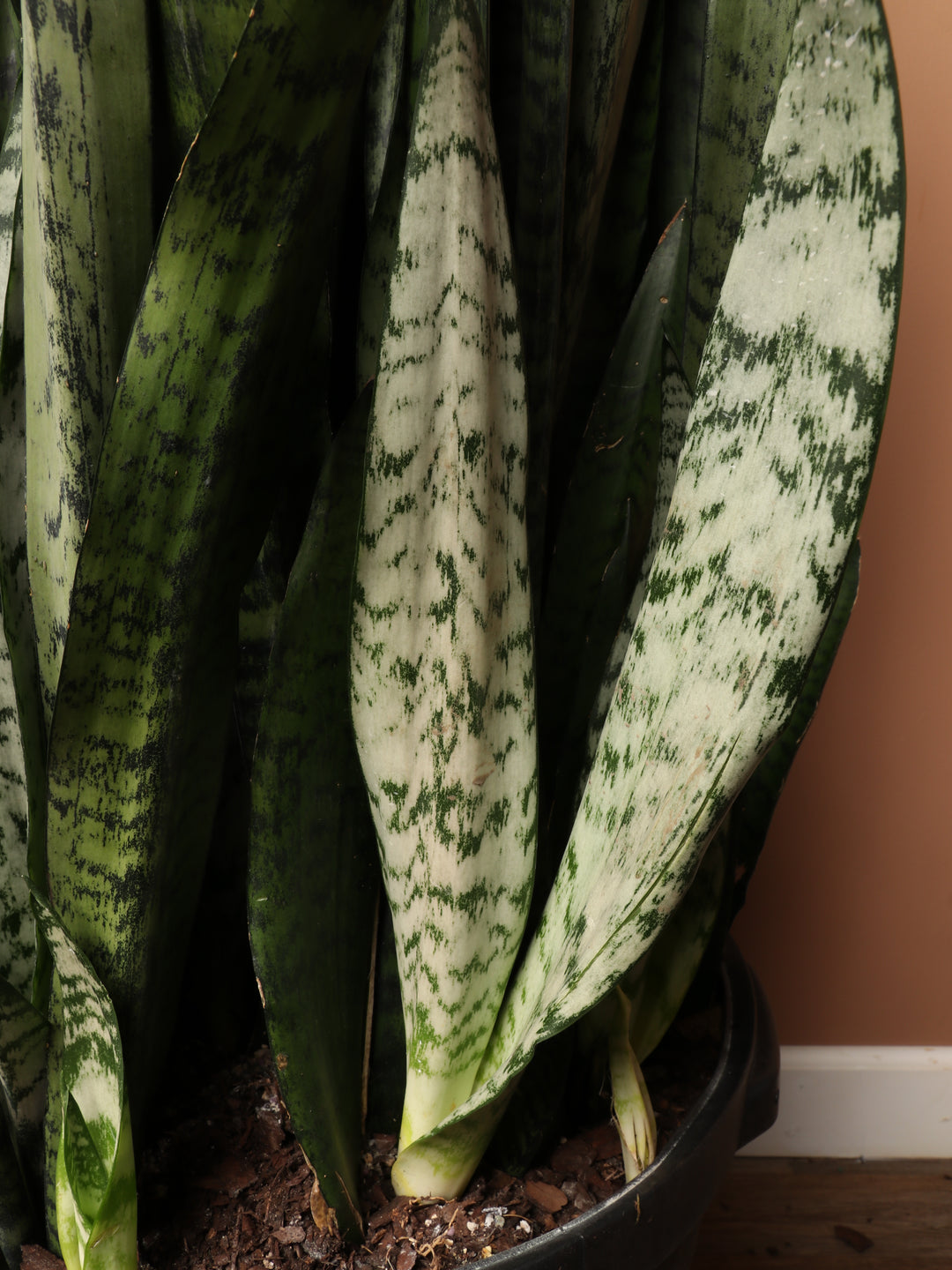 Extra Large Snake fashion Plant