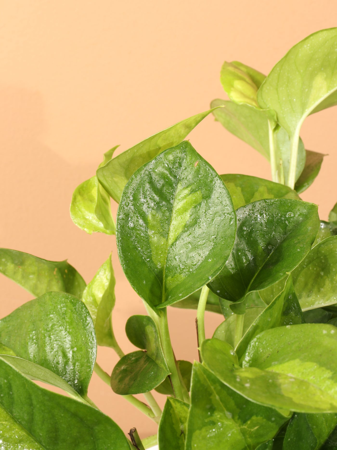 Medium Global Green Pothos