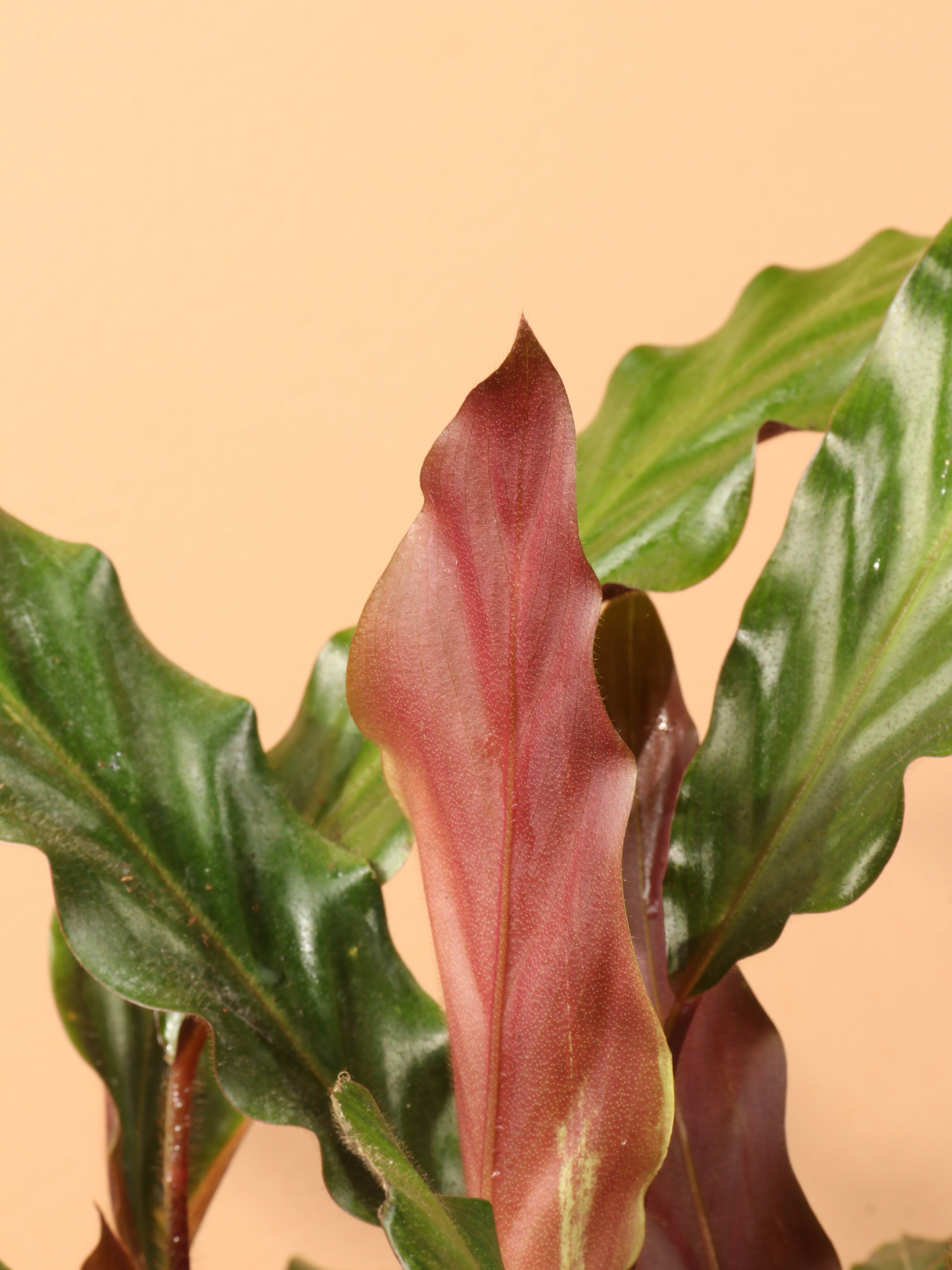 Medium Calathea Rufibarba