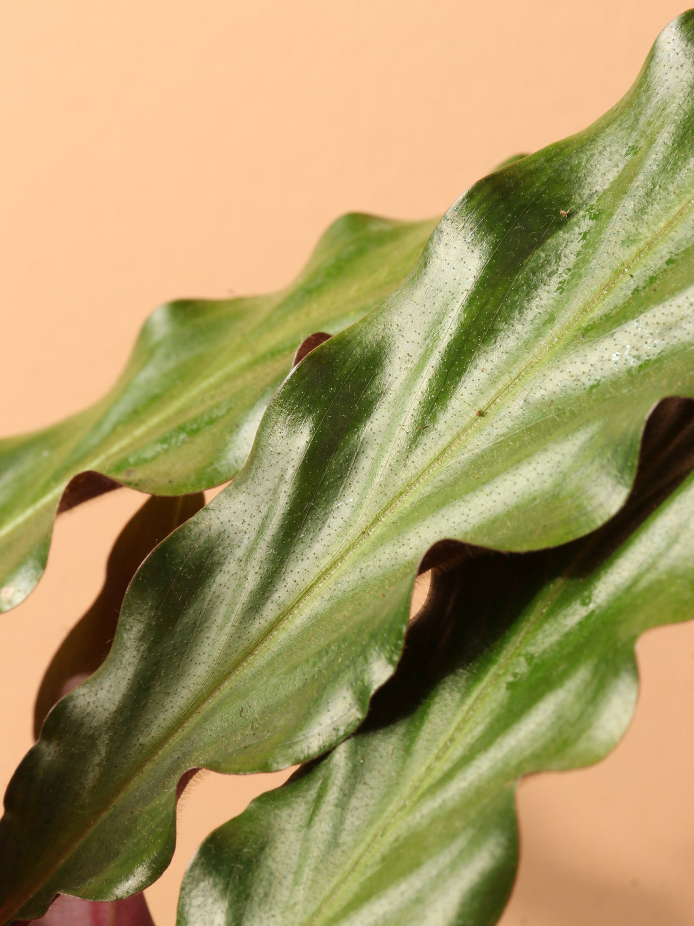 Medium Calathea Rufibarba