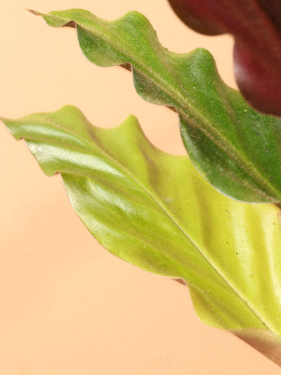 Medium Calathea Rufibarba