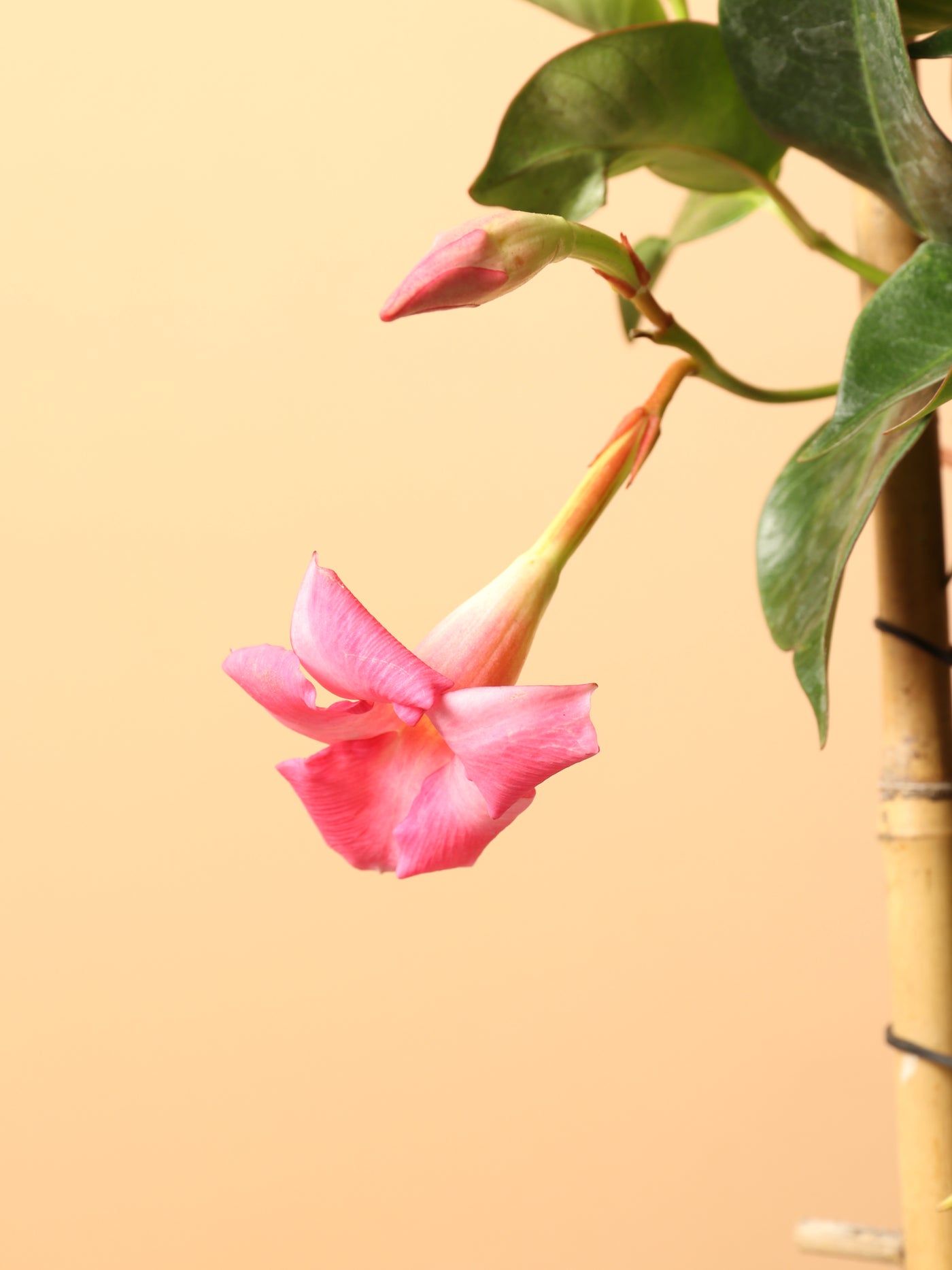 Medium Mandevilla