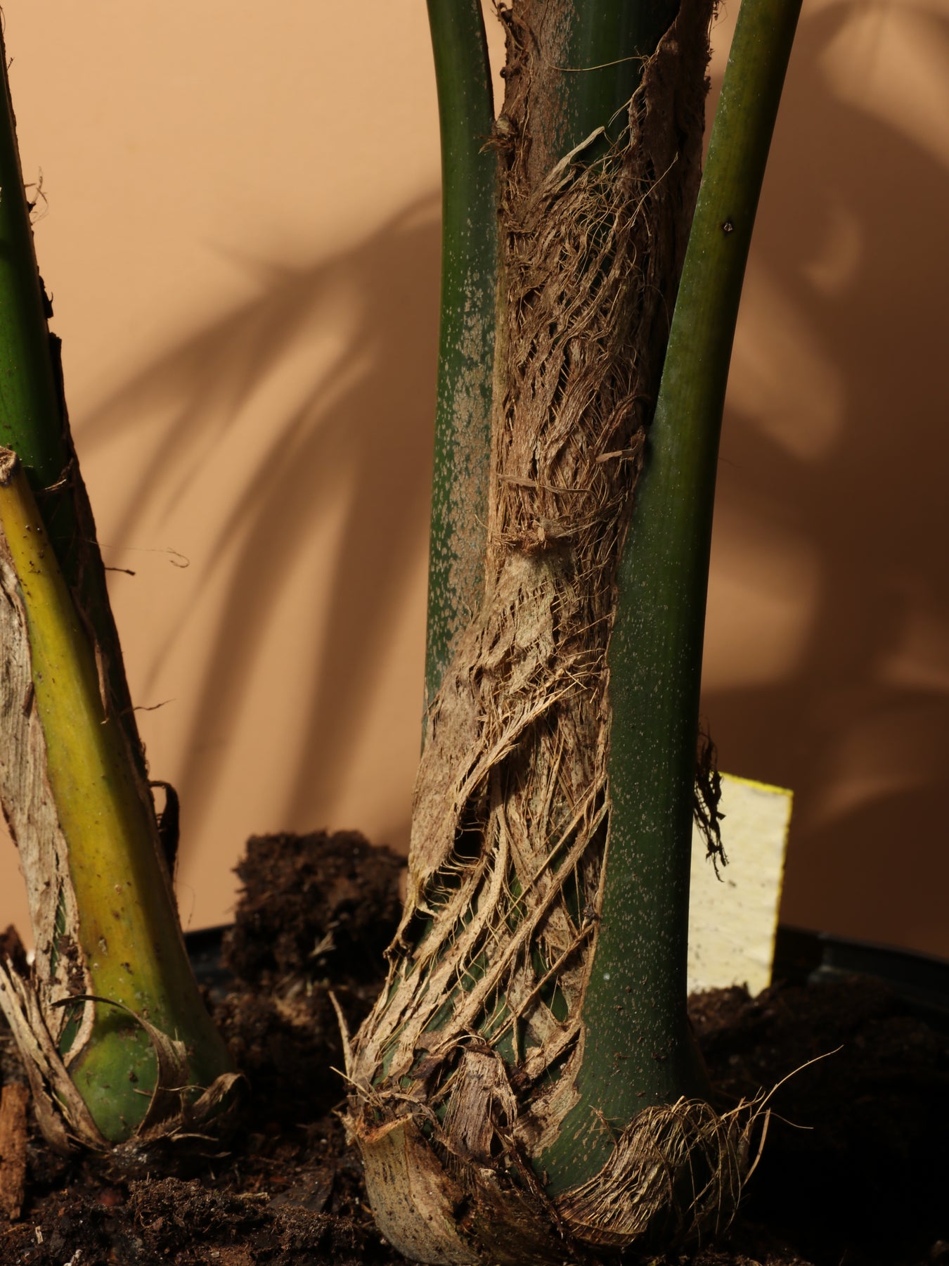 Large Kentia Palm – Dahing Plants