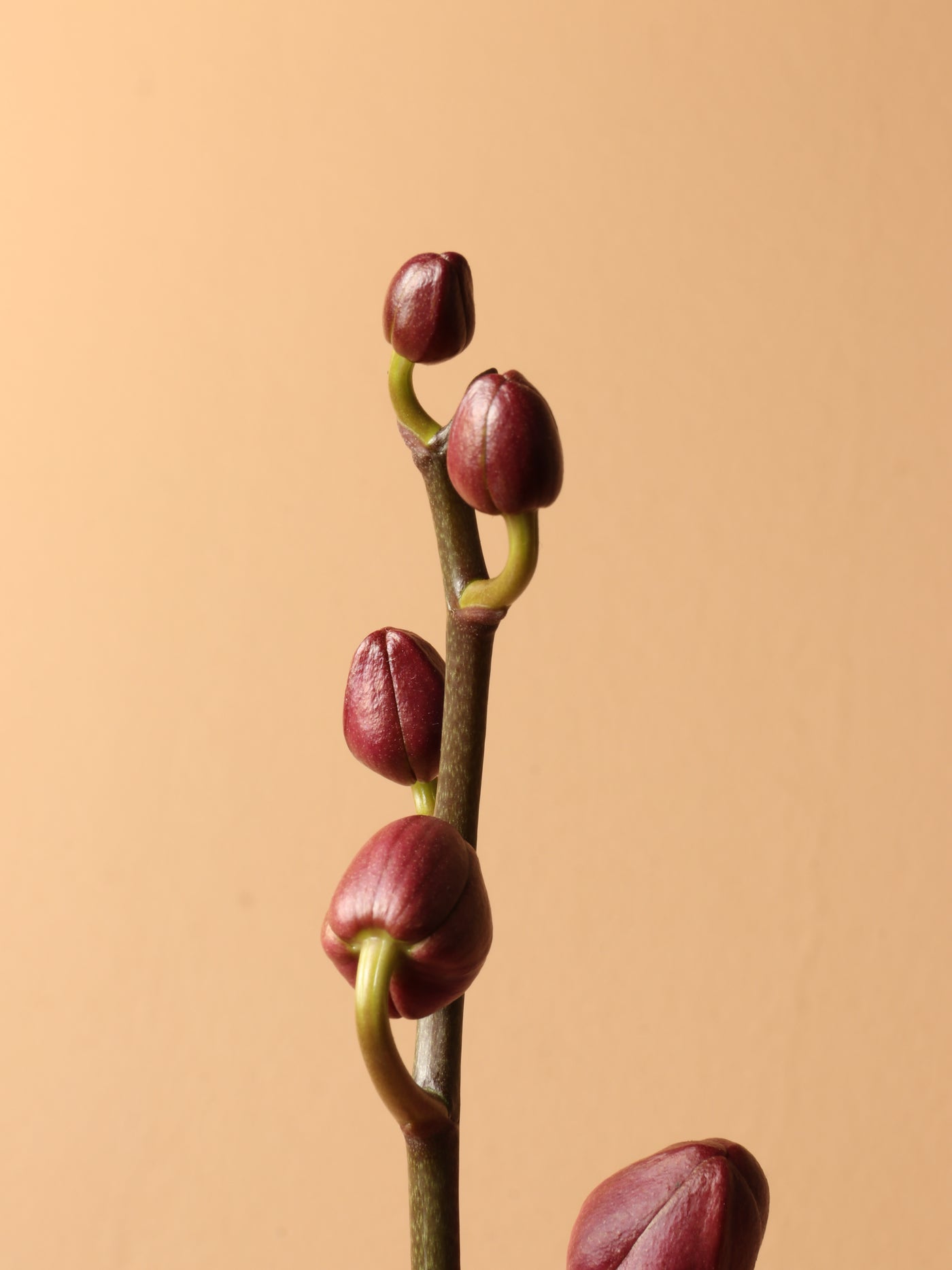 Small Pink Orchid Double Stalks