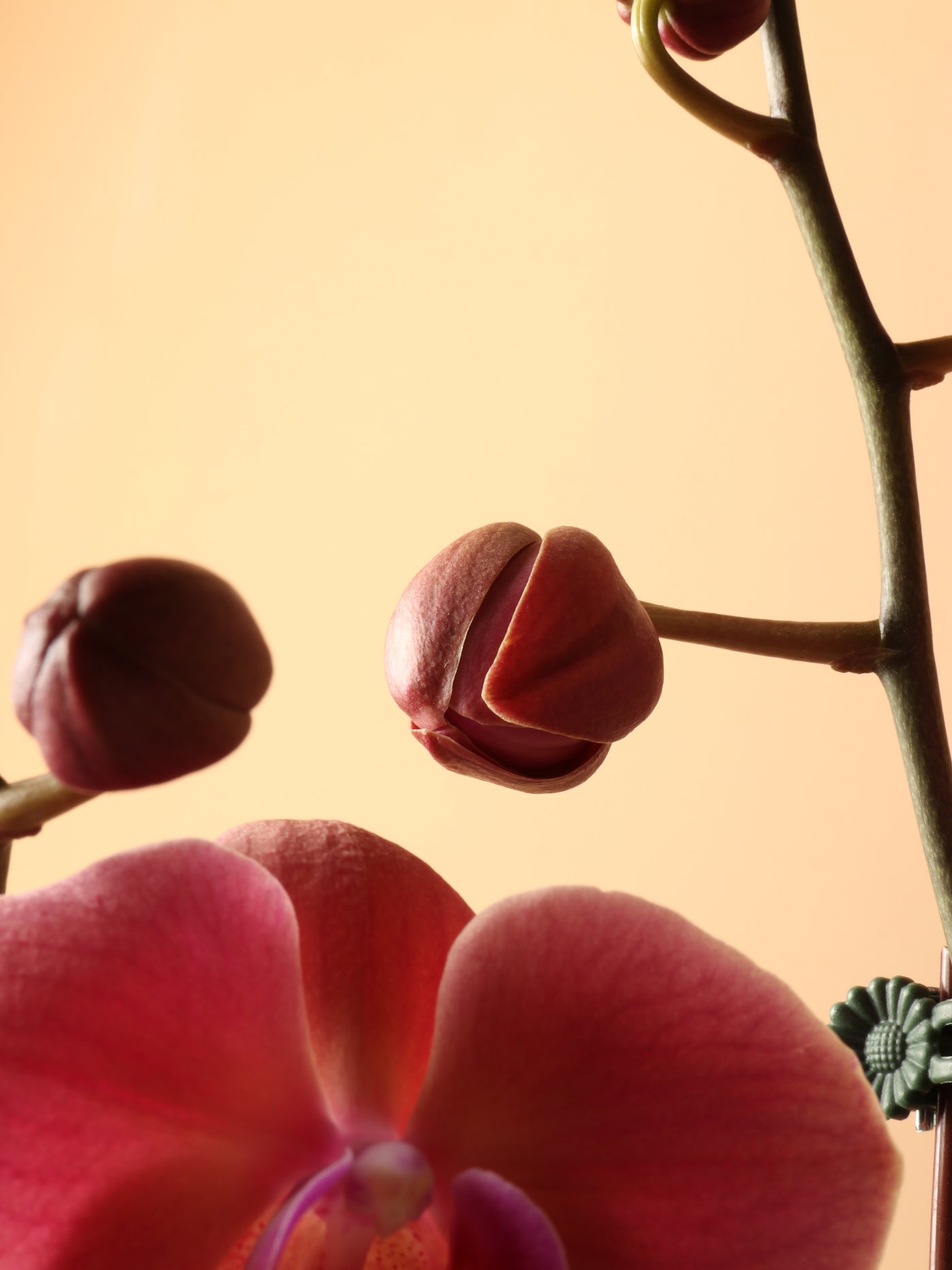 Small Pink Orchid Double Stalks