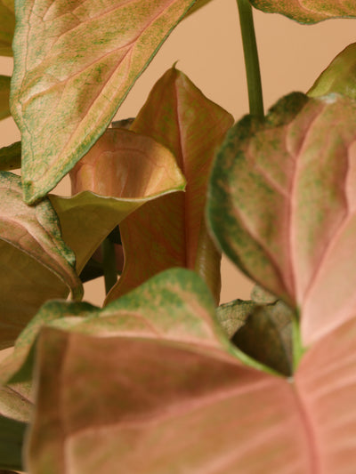 Medium Pink Arrowhead Plant